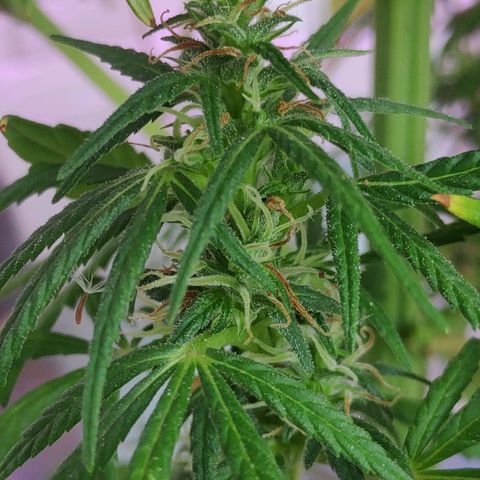 ♀️Mangava de Itacaré 🐝  growlog timeline photo