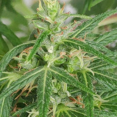 ♀️Mangava de Itacaré 🐝  growlog timeline photo