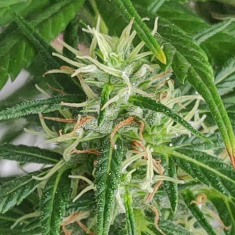 ♀️Mangava de Itacaré 🐝  growlog timeline photo