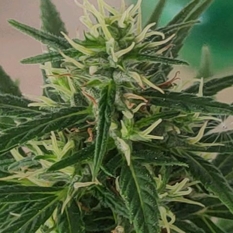 ♀️Mangava de Itacaré 🐝  growlog timeline photo