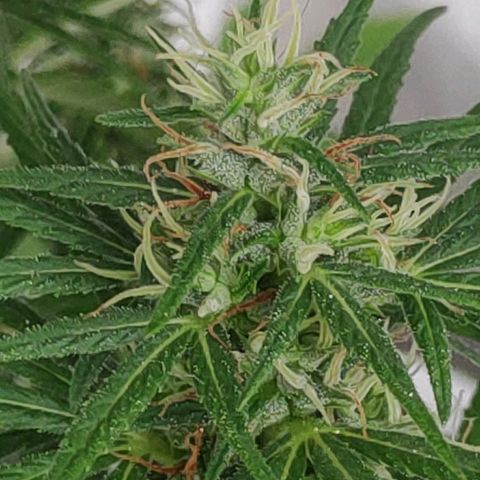 ♀️Mangava de Itacaré 🐝  growlog timeline photo