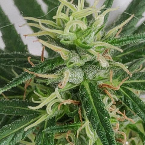 ♀️Mangava de Itacaré 🐝  growlog timeline photo