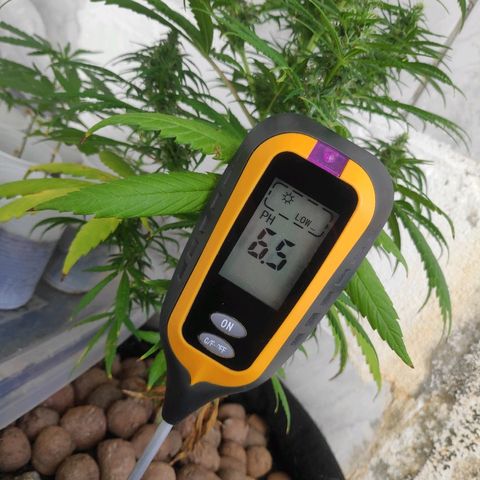 ♀️Mangava de Itacaré 🐝  growlog timeline photo