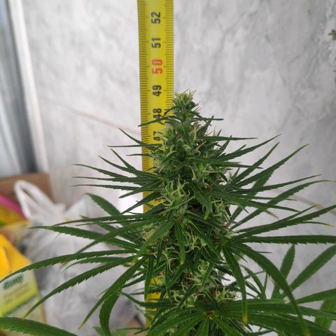 ♀️Mangava de Itacaré 🐝  growlog timeline photo