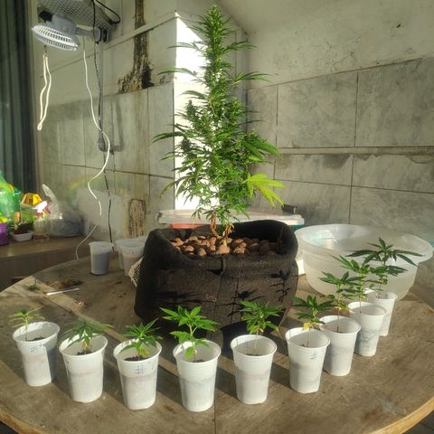 ♀️Mangava de Itacaré 🐝  growlog timeline photo