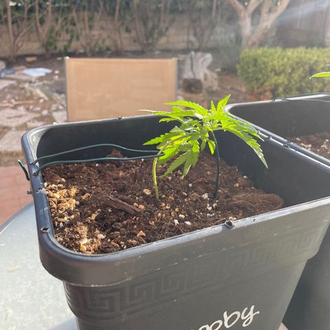 Watermelon Automatic #1 growlog timeline photo