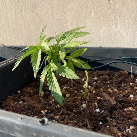 Watermelon Automatic #1 growlog timeline photo