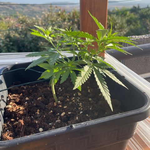 Watermelon Automatic #1 growlog timeline photo