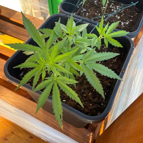 Watermelon Automatic #1 growlog timeline photo