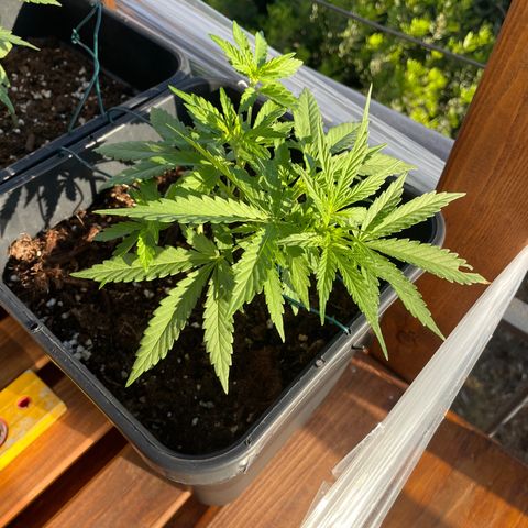 Watermelon Automatic #1 growlog timeline photo