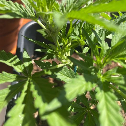 Watermelon Automatic #1 growlog photo: First white pistils 