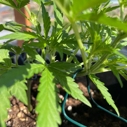 Watermelon Automatic #1 growlog timeline photo