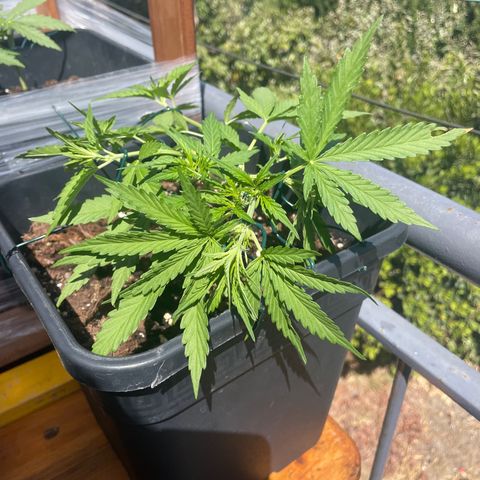 Watermelon Automatic #1 growlog timeline photo