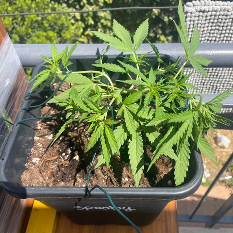 Watermelon Automatic #1 growlog timeline photo