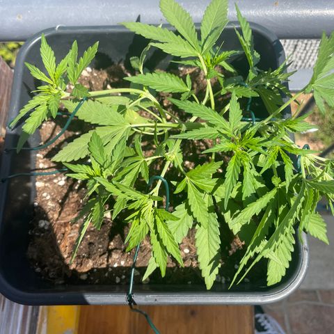 Watermelon Automatic #1 growlog timeline photo