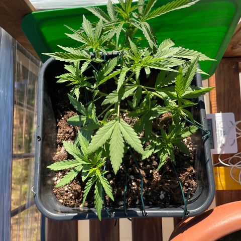 Watermelon Automatic #1 growlog timeline photo