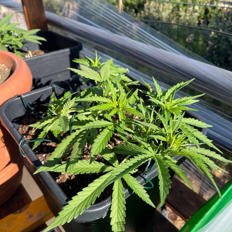 Watermelon Automatic #1 growlog timeline photo
