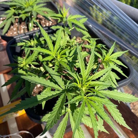 Watermelon Automatic #1 growlog timeline photo