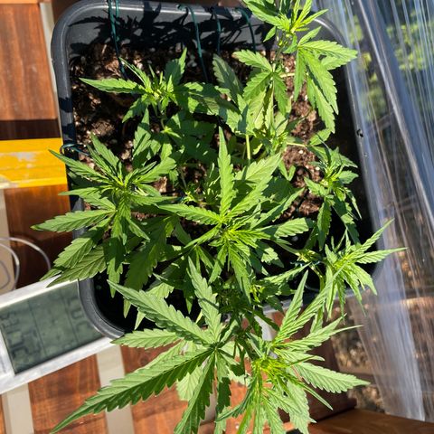 Watermelon Automatic #1 growlog timeline photo