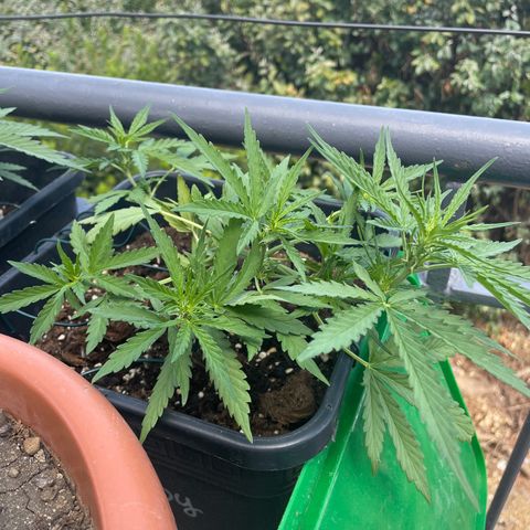 Watermelon Automatic #1 growlog timeline photo