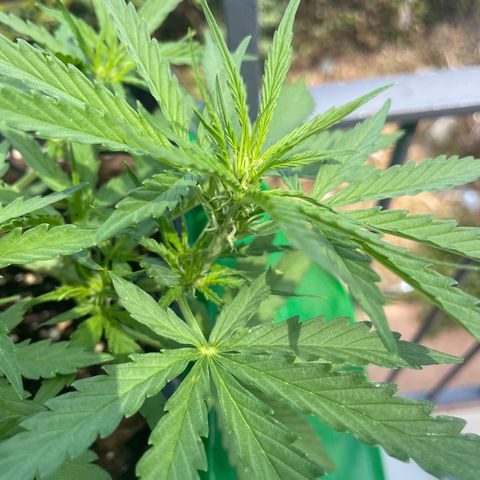 Watermelon Automatic #1 growlog timeline photo