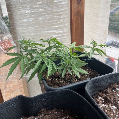 Watermelon Automatic #1 growlog timeline photo