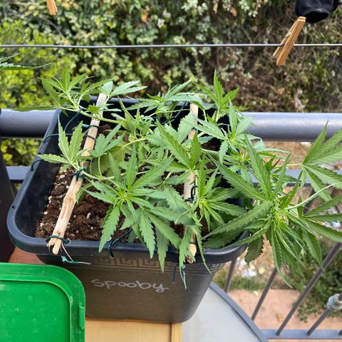 Watermelon Automatic #1 growlog timeline photo