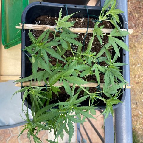 Watermelon Automatic #1 growlog timeline photo