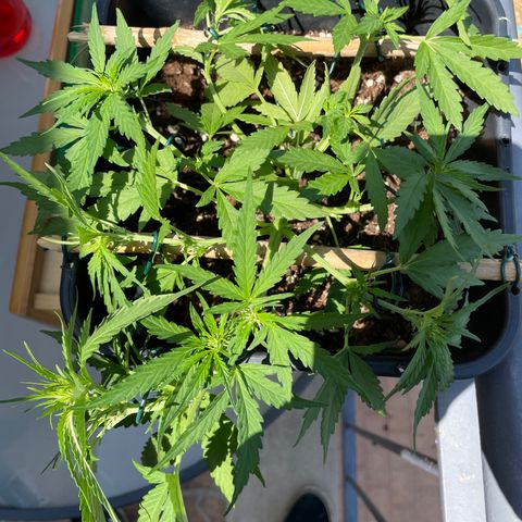 Watermelon Automatic #1 growlog timeline photo