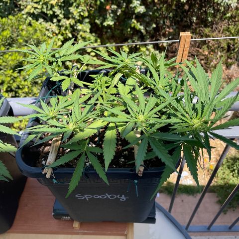 Watermelon Automatic #1 growlog timeline photo