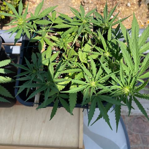 Watermelon Automatic #1 growlog timeline photo