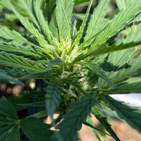 Watermelon Automatic #1 growlog timeline photo