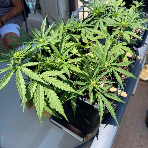 Watermelon Automatic #1 growlog timeline photo