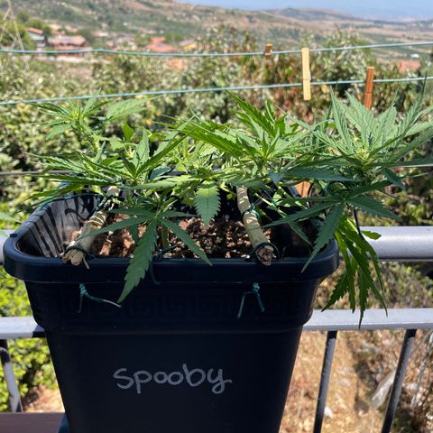 Watermelon Automatic #1 growlog timeline photo