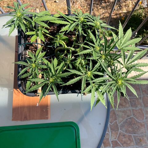Watermelon Automatic #1 growlog timeline photo