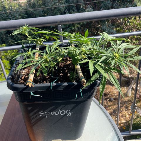 Watermelon Automatic #1 growlog timeline photo