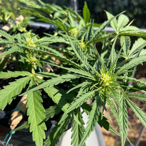 Watermelon Automatic #1 growlog timeline photo
