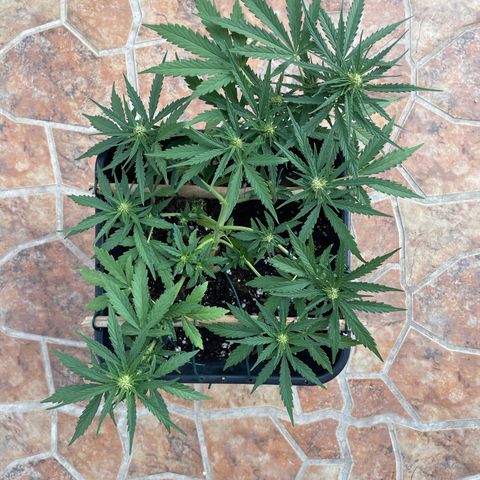 Watermelon Automatic #1 growlog timeline photo