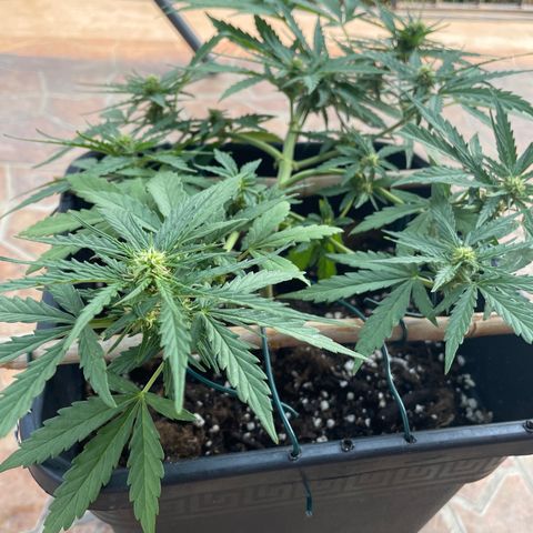 Watermelon Automatic #1 growlog timeline photo