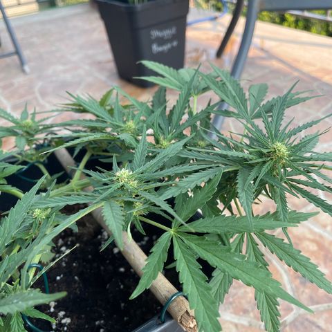 Watermelon Automatic #1 growlog timeline photo