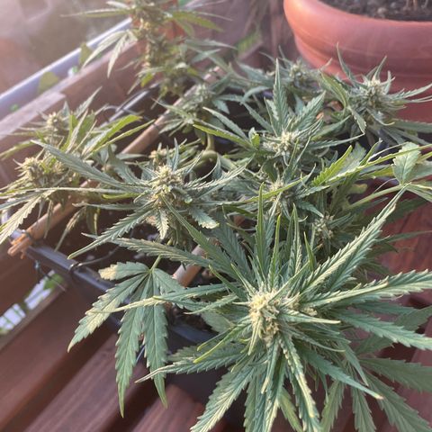 Watermelon Automatic #1 growlog timeline photo