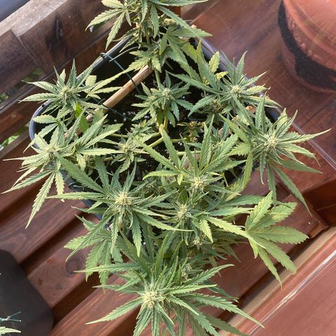 Watermelon Automatic #1 growlog timeline photo