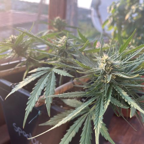 Watermelon Automatic #1 growlog timeline photo