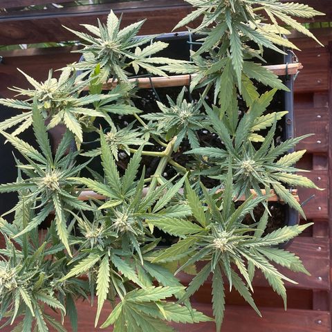 Watermelon Automatic #1 growlog timeline photo