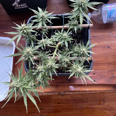 Watermelon Automatic #1 growlog timeline photo