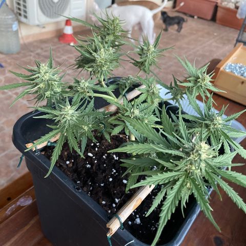 Watermelon Automatic #1 growlog timeline photo