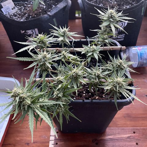 Watermelon Automatic #1 growlog timeline photo