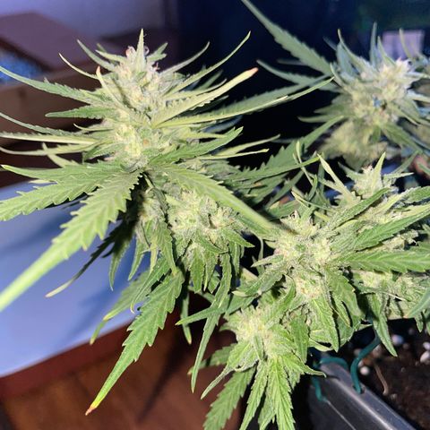 Watermelon Automatic #1 growlog timeline photo