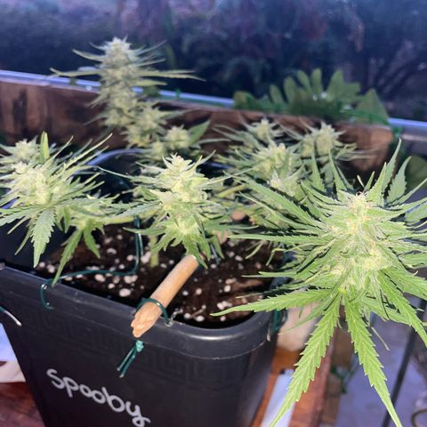 Watermelon Automatic #1 growlog timeline photo