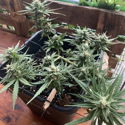Watermelon Automatic #1 growlog timeline photo